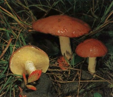    Suillus granulatus